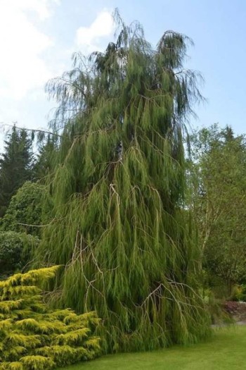 Кипарисовик Лавсона Імбриката Пендула | Chamaecyparis lawsoniana Imbricata Pendula | Кипарисовик Лавсона Имбріката Пендула